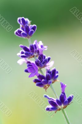 lavender close up