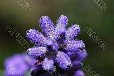 lavender macro photo