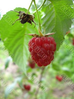 red raspberry is ripe and so useful and very tasty