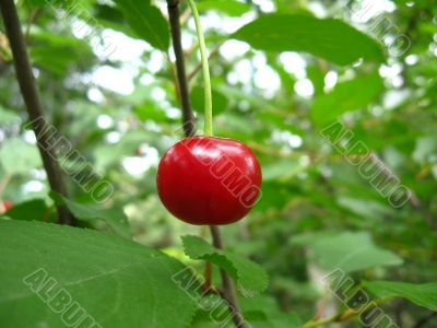 the red berry of cherry