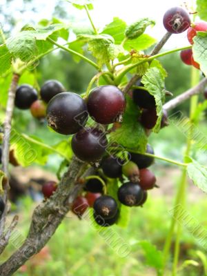 black berries of currant 