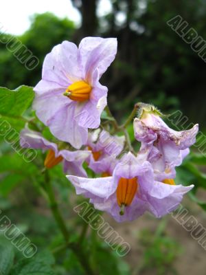 blue flowers of potato 