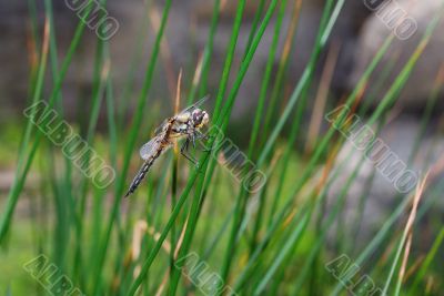 dragonfly sitting on a blade