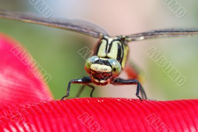 dragonfly sitting on a red plastic