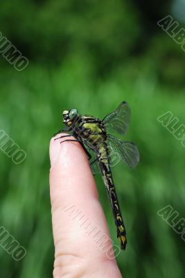 large dragonfly sitting on a finger large dragonfly sitting on a finger