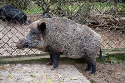 wild pig