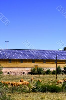 Cattle Sheds Solar Power Sation