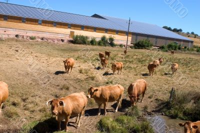 Cattle Sheds Solar Power Station