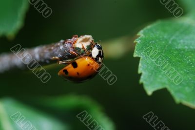 adybug sitting on a bough