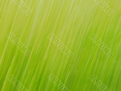 Grass - Taken with Speed