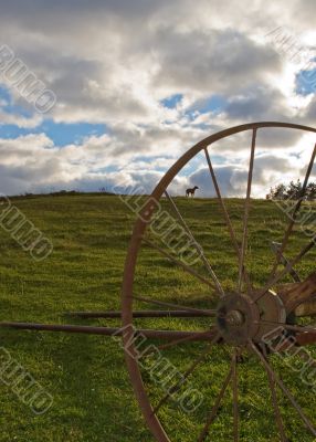 cart hill dog