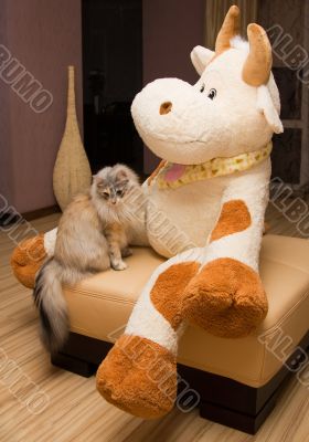 cat and toy
