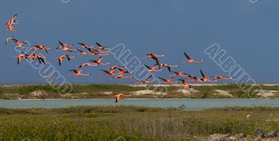Flamingo
