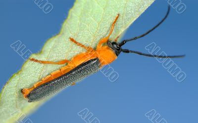 Longicorn beetle