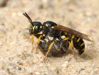 Wasp Sphex