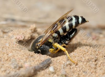 Wasp Bembex rostratus with prey