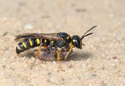Wasp Sphex