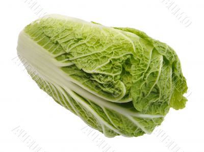 Beijing cabbage, isolated