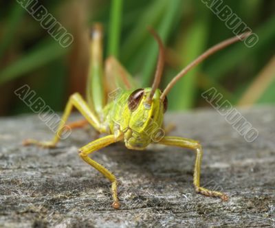 Grasshopper Grasshopper