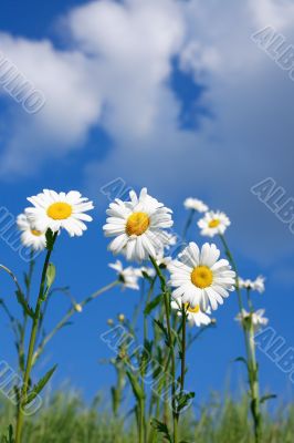 Oxeye Daisy Flowers