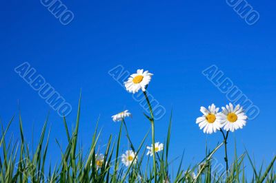 Ox-eye Daisy Flowers