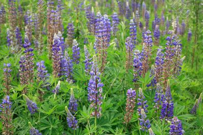 Lupine Flowers Background