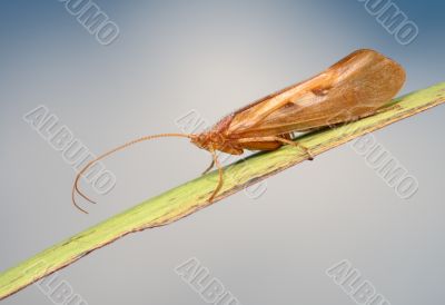 Caddis on the blade