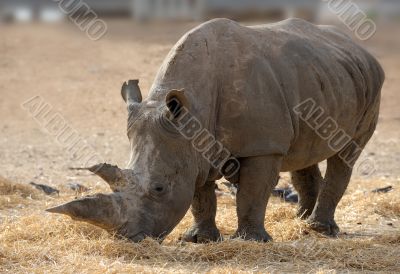 Rhinoceros