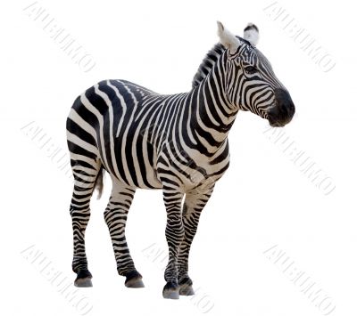 Zebra 