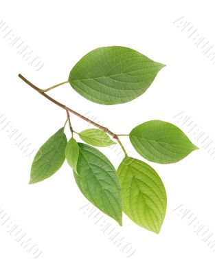 Green Leaves Green Leaves