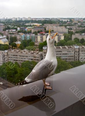 sea gull