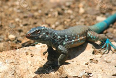Iguana 