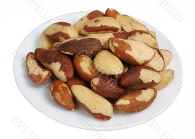 Brazil Nut (Bertholletia excelsa)