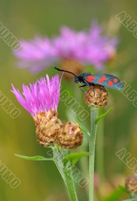 The butterfly Zygaena filipendulae The butterfly Zygaena filipendulae