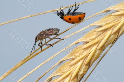 Ladybird and the bug in the ear Ladybird and the bug in the ear
