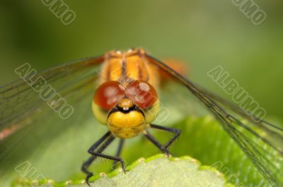 Dragonfly close-up