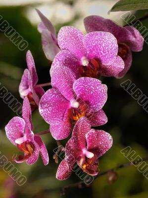 Orchids