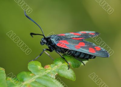 The butterfly Zygaena filipendulae The butterfly Zygaena filipendulae