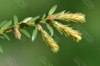 Sprig of Tree