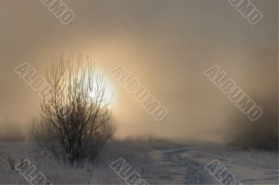 Frosty winter morning