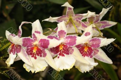 Orchids Orchids