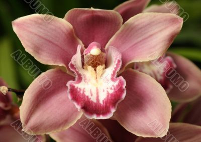 Orchids Orchids