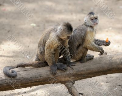 Monkey