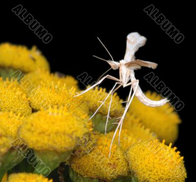 The tiny  White Plume Moth Pterophorus pentadactyla