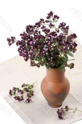 Origan (Origanum vulgare) Origan (Origanum vulgare)