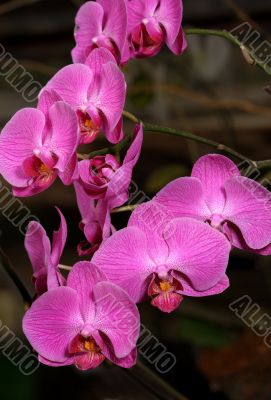 Orchids