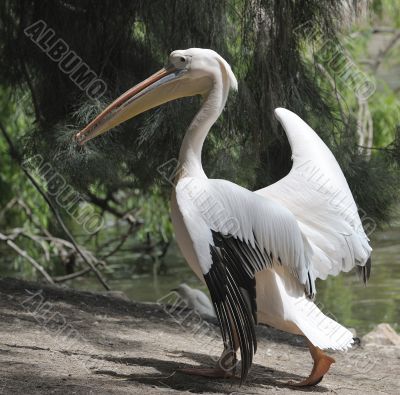 Pelican