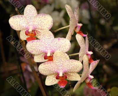 Orchids Orchids