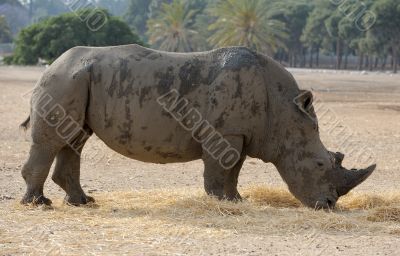 Rhinoceros