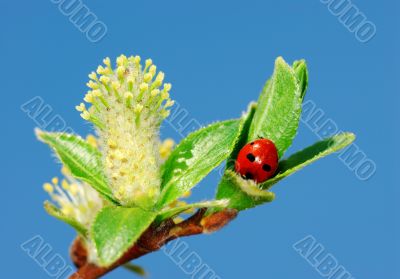 Ladybird on twigs